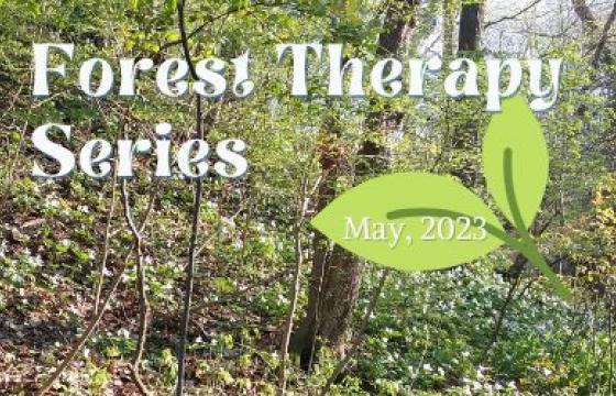 Website May Forest Therapy Series