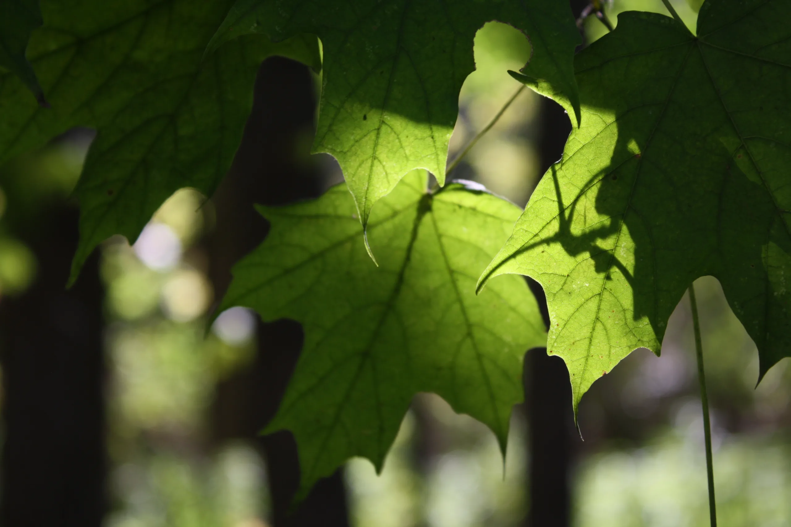 Green maples leaves in dappled sunlight