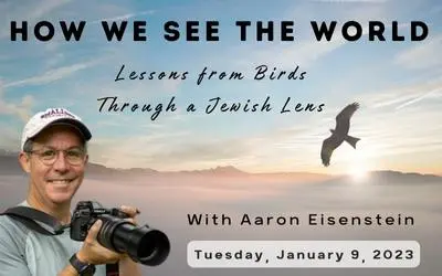 Birdlessons Website