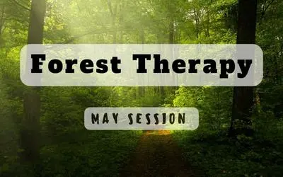 Foresttherapymaywebsite